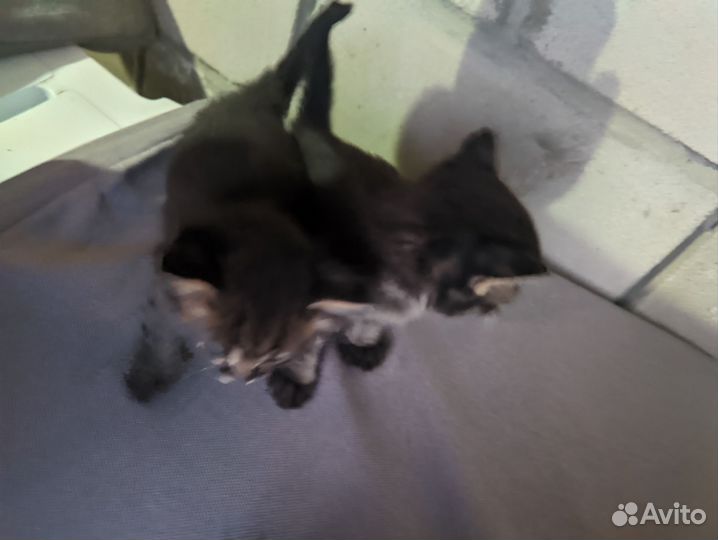 Котята в добрые руки (крысоловы)