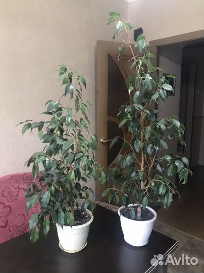 Фикус бенджамина