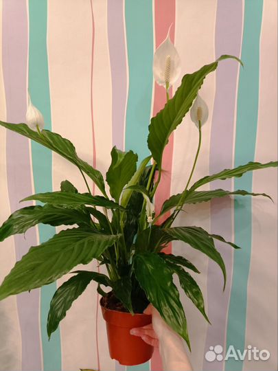 Спатифиллум цветущий