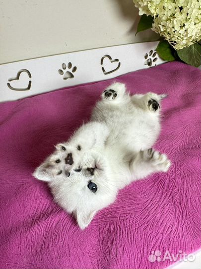 Шиншилловые девочки прямоушки и вислоушки