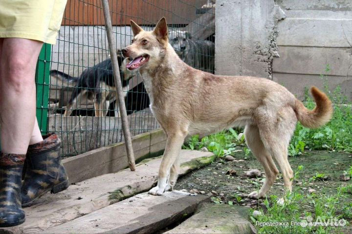 Ищем дом, для этой красотки
