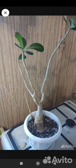 Адениум взрослый