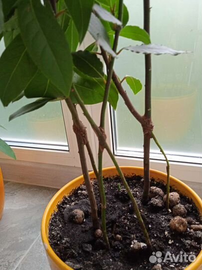 Лавр благородный