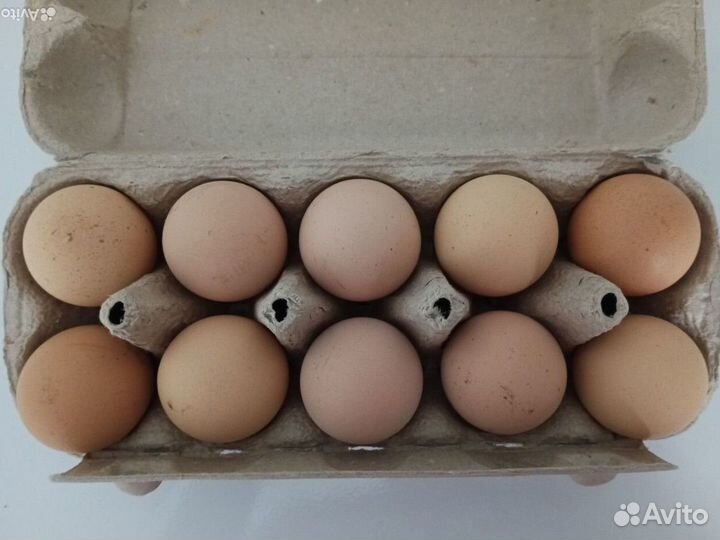 Инкубационное яйцо