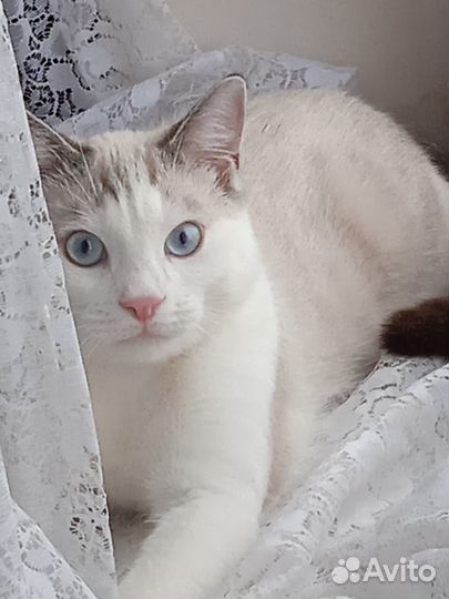 Отдам в добрые руки котика