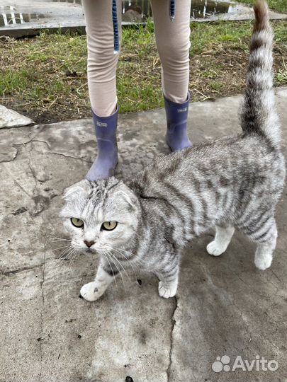 Шотландская вислоухая кошка бесплатно