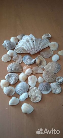 Ракушки