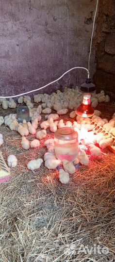 Цыплята бройлеры кобб 500