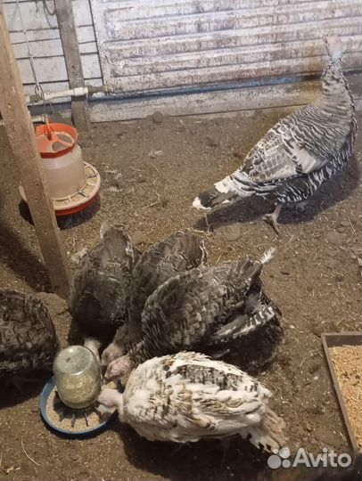 Индюки индюшата