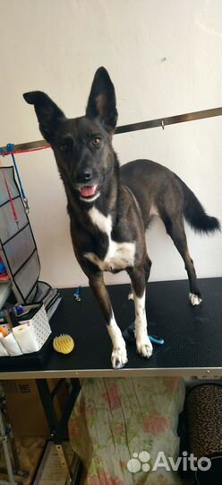 Стрижка собак грумер