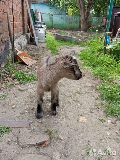 Камерунская карликовая, козы пигмеи