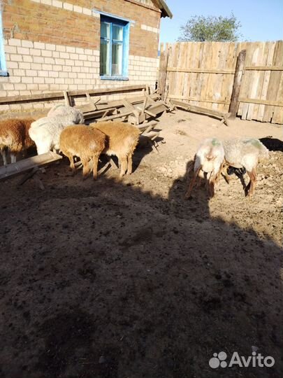 Овцы с ягнятами 11.взрослых.10.ягнят. Цена 210 тыс