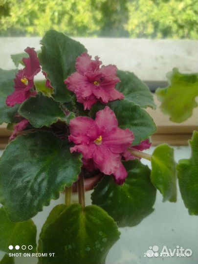 Фиалка листик