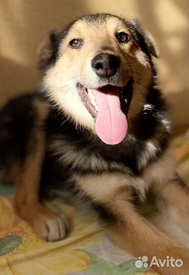 Патрик ищет семью