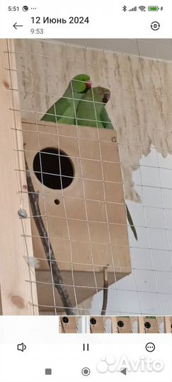 Ожереловый попугай птенец