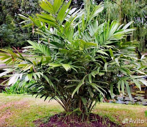 Салак/экзотические растения