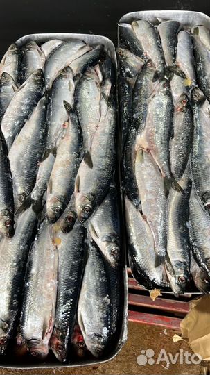 Сельдь тихоокеанская свежемороженая 22 кг брикет