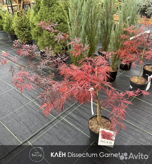 Клён японский