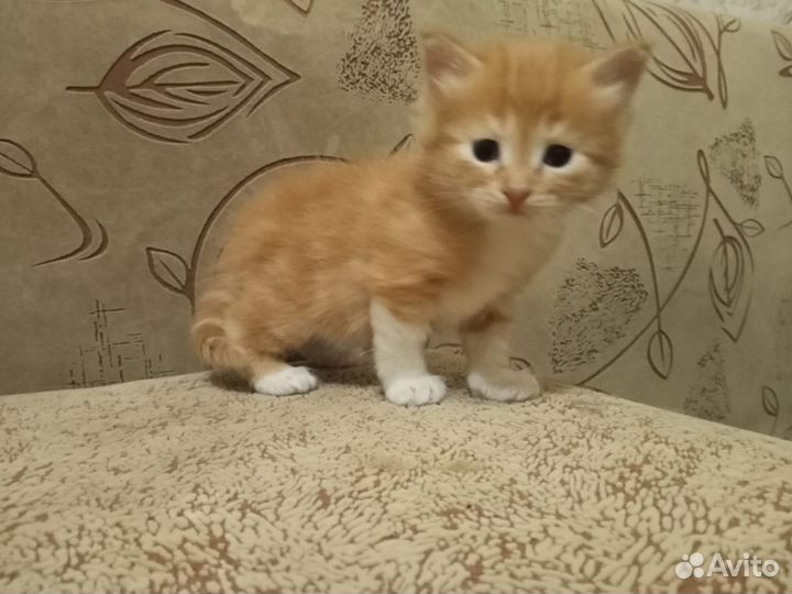 Котята бесплатно