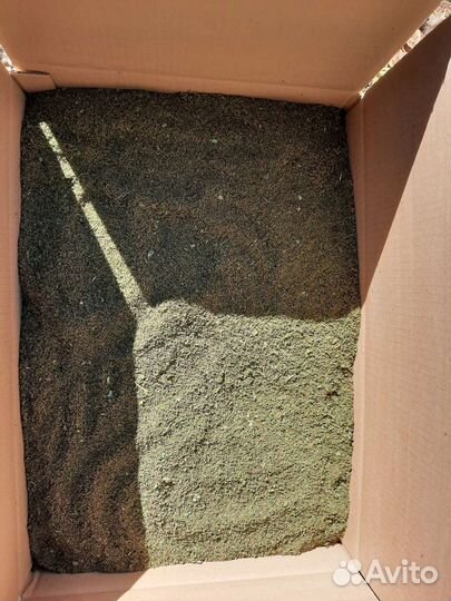 Семена крапивы