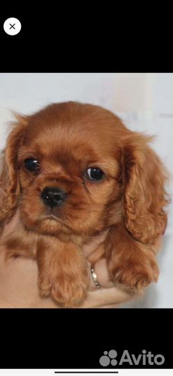 Кавалер кинг чарльз спаниель