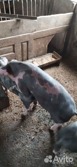 Хрячек на племя