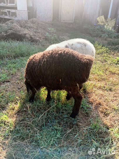 Овцы бараны ягнята