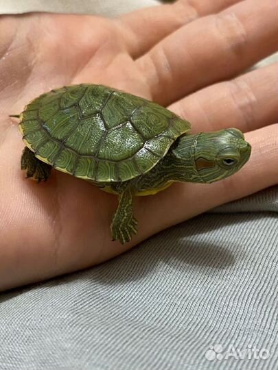 Красноухая черепаха