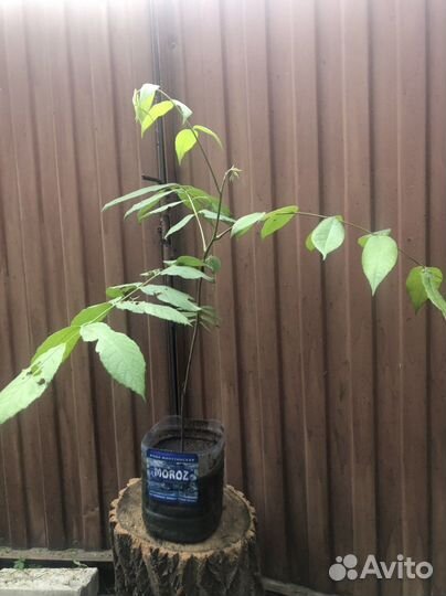 Манчжурский орех