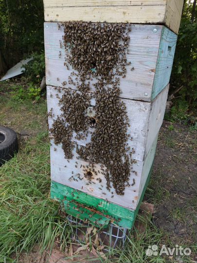 Пчелопакеты рут