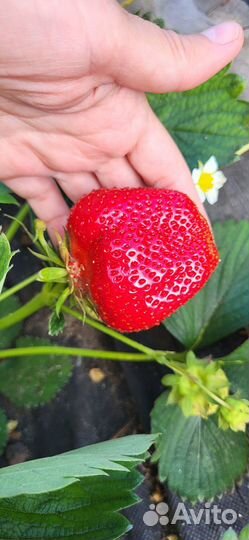 Рассада клубники сорта Альба