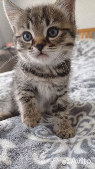 Кошки в добрые руки бесплатно