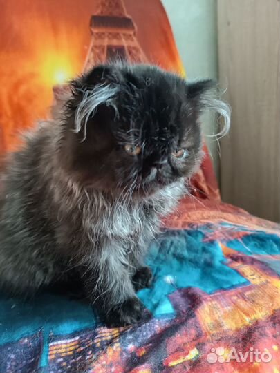 Персидская девочка