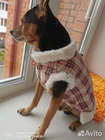 Одежда для собак. Жилетка