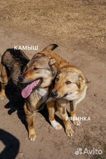 Братик с сестричкой ищут дом