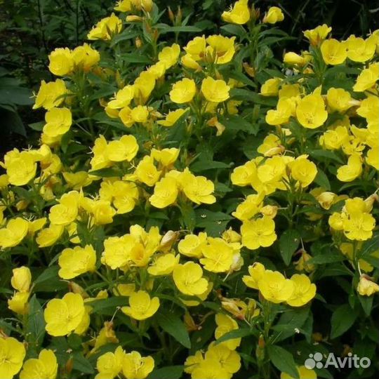 Многолетники садовые (Энотера, Вербейник)