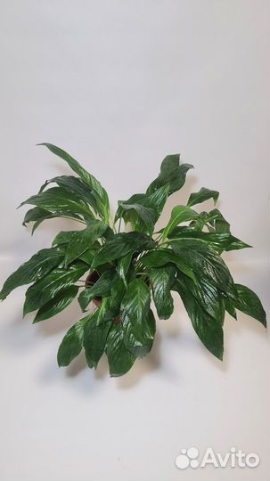 Спатифиллум Вивальди, женское счастье