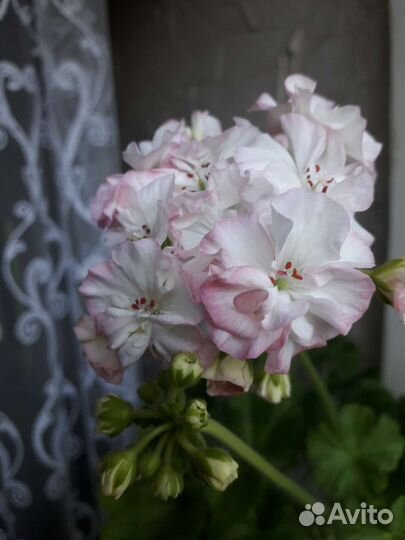 Герань пеларгония