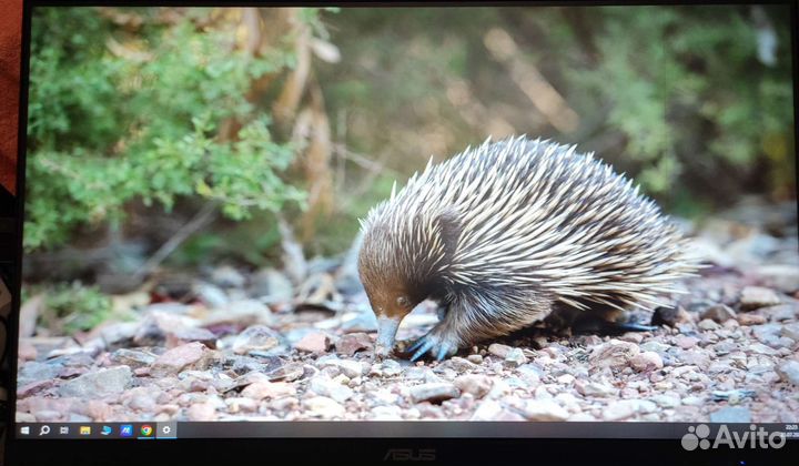 Монитор asus va27dq с полосой