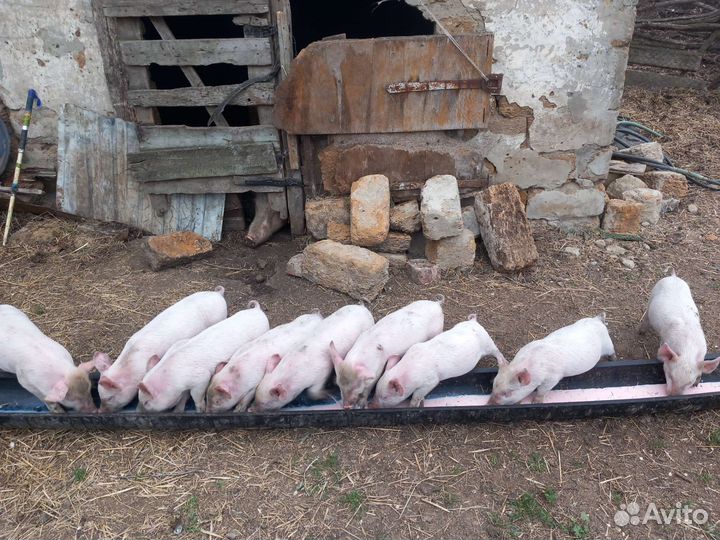 Продаются поросята возраст 1 месяц цена договорная