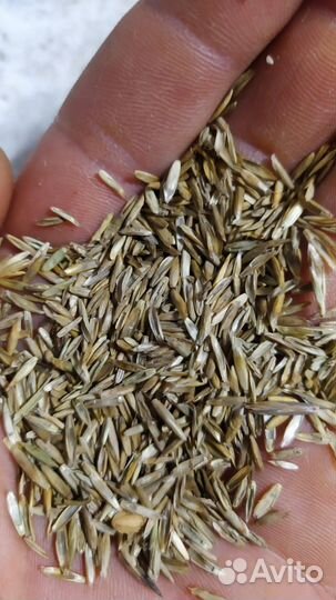 Семена газонной травы Изумруд