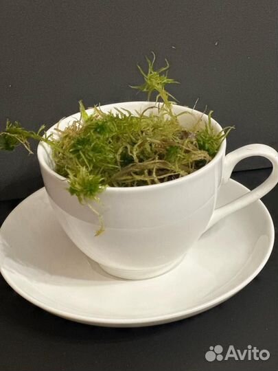 Мох сфагнум 2 литра