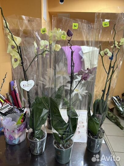 Орхидея фаленопсис