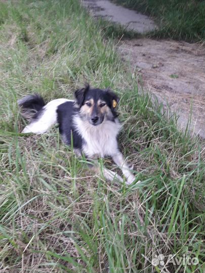 Собака в добрые руки