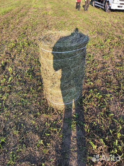 Сено люцерны в тюках