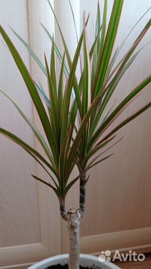 Драцена маргината