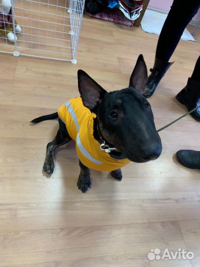 Одежда для собак (Большой выбор)