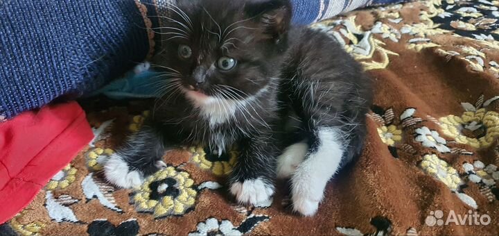 Кошка в дар