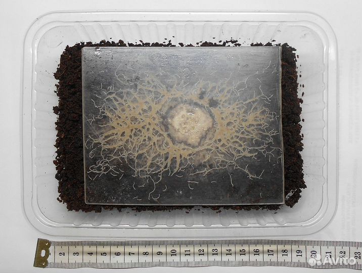 Мотыль.гриндаль