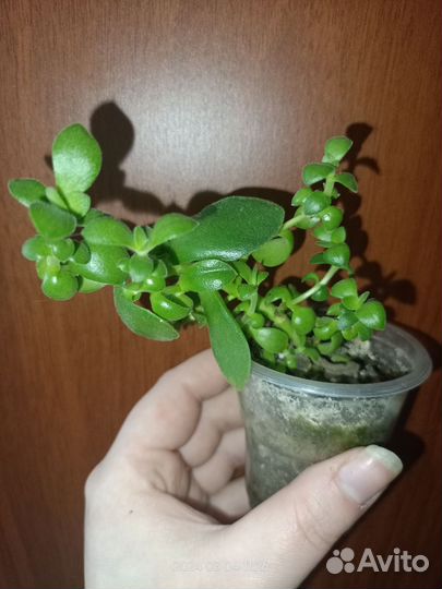 Комнатные цветы, разные